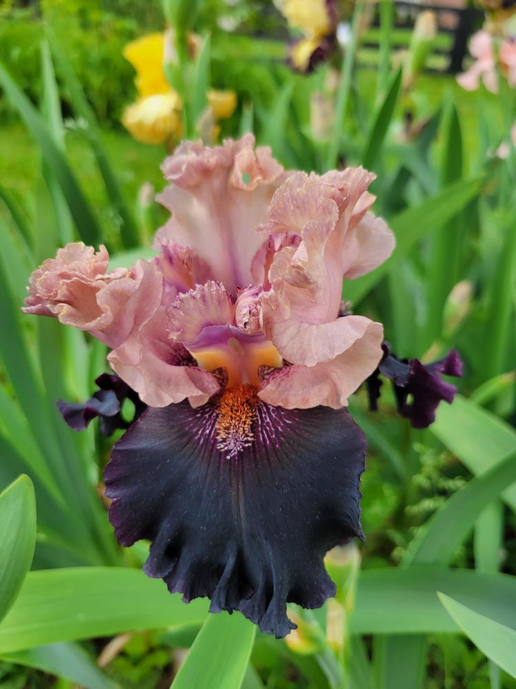 Photo of the bloom of Tall Bearded Iris (Iris 'Magical Night') posted