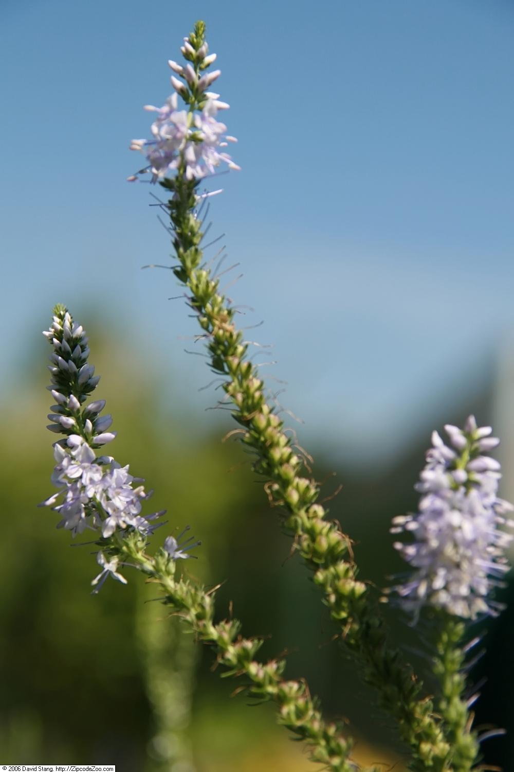 Photo of the bloom of Speedwell (Veronica spicata 'Twilight') posted by robertduval14