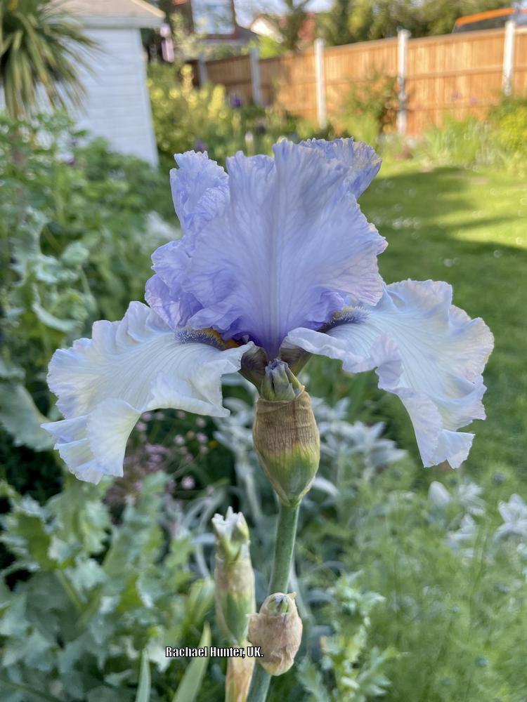 Tall Bearded Iris (Iris 'Chinook Winds') in the Irises Database