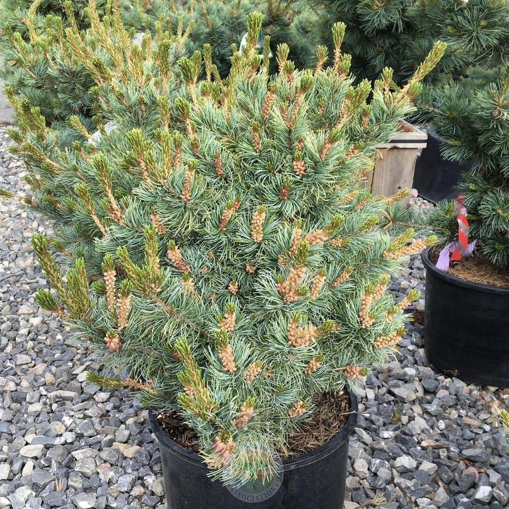 Japanese White Pine (Pinus parviflora 'Kinpo')