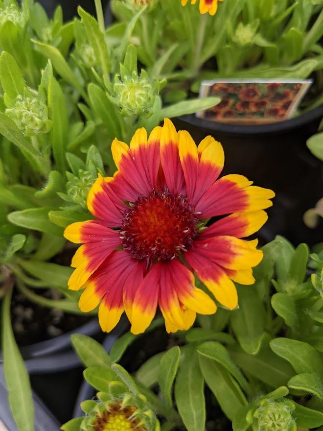 Photo of the bloom of Blanketflower (Gaillardia SpinTop™ Orange Halo