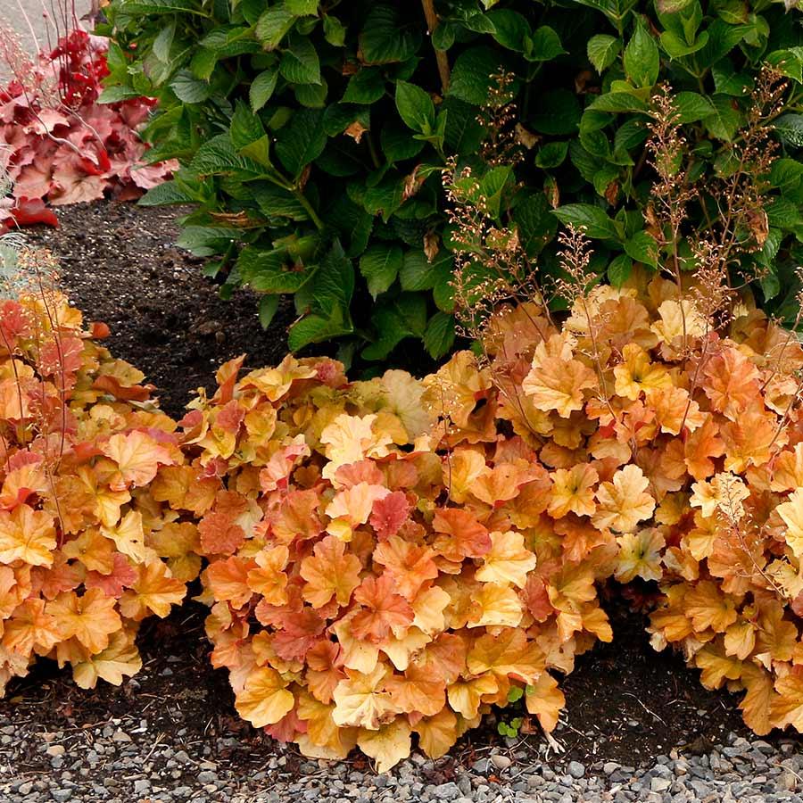 Photo of the entire plant of Coral Bells (Heuchera NORTHERN EXPOSURE™ Amber) posted by Joy