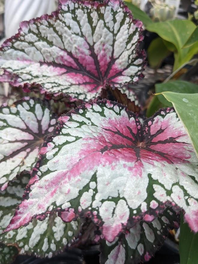 Photo of the leaves of Rex Begonia (Begonia Jurassic™ Pink Splash