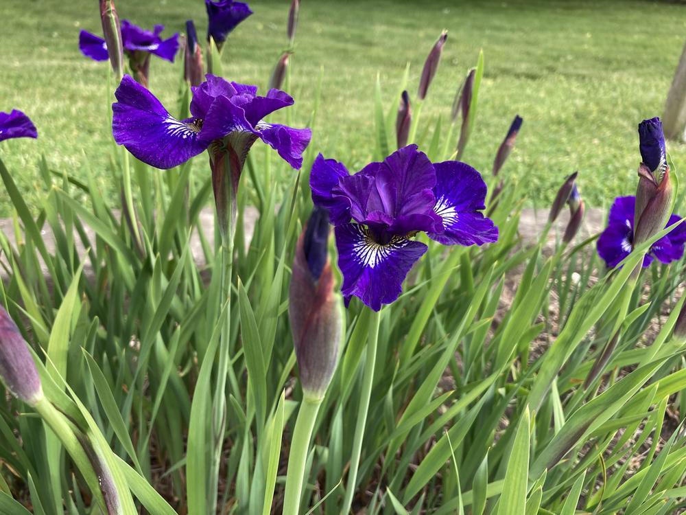 Photo of the entire plant of Siberian Iris (Iris 'Fairy Fingers') posted by sucrose