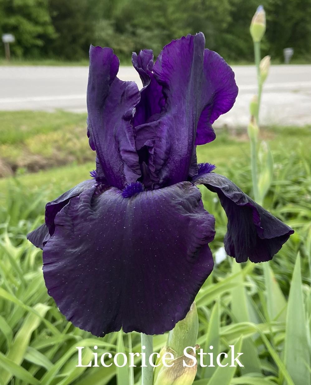 Tall Bearded Iris (Iris 'Licorice Stick') in the Irises Database