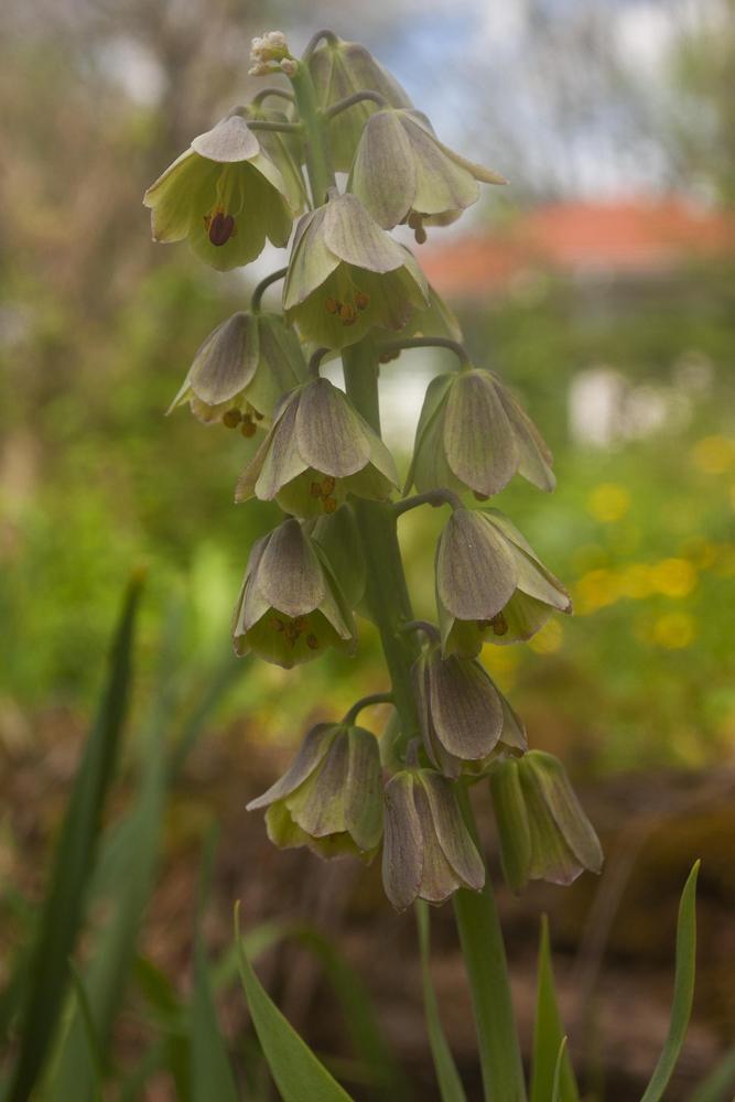 Photo of the bloom of Persian Fritillary (Fritillaria persica ‘Green