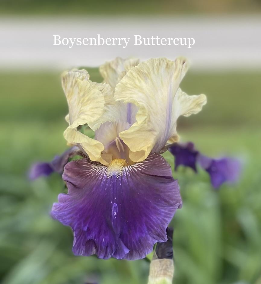 Photo of the bloom of Tall Bearded Iris (Iris 'Boysenberry Buttercup