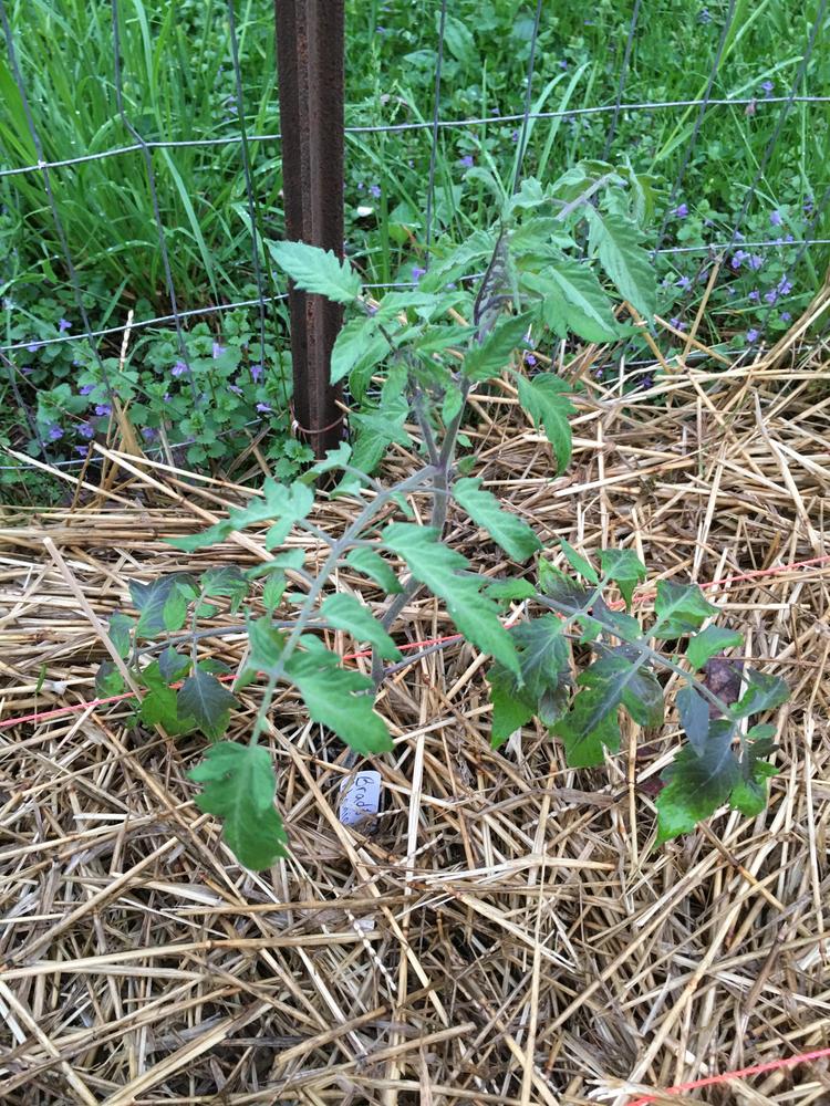 Photo of the seedling or young plant of Tomato (Solanum lycopersicum