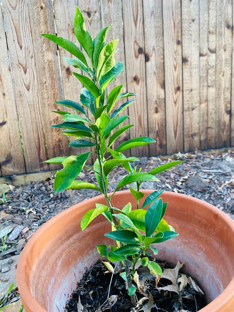 Orange Sapling From Dead Frostbitten Tree in the Ask a Question forum