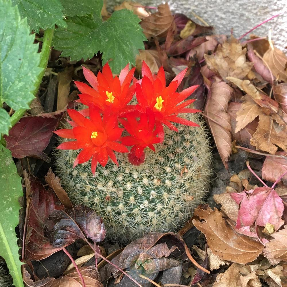 Photo of the bloom of Scarlet Ball Cactus (Parodia haselbergii) posted