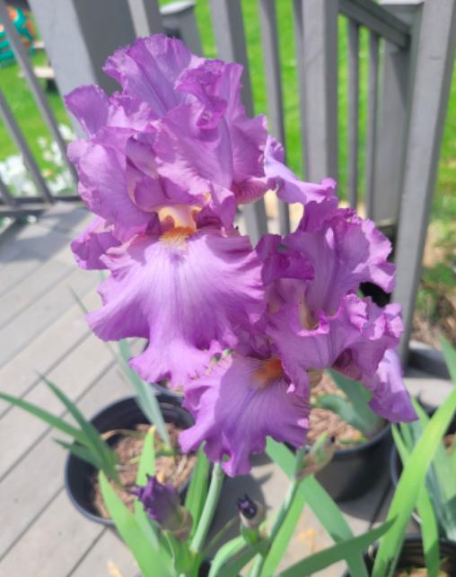 Identification Leads in the Irises forum