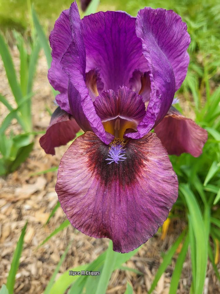 Photo of the bloom of Arilbred Iris (Iris 'Eye of the Storm') posted by