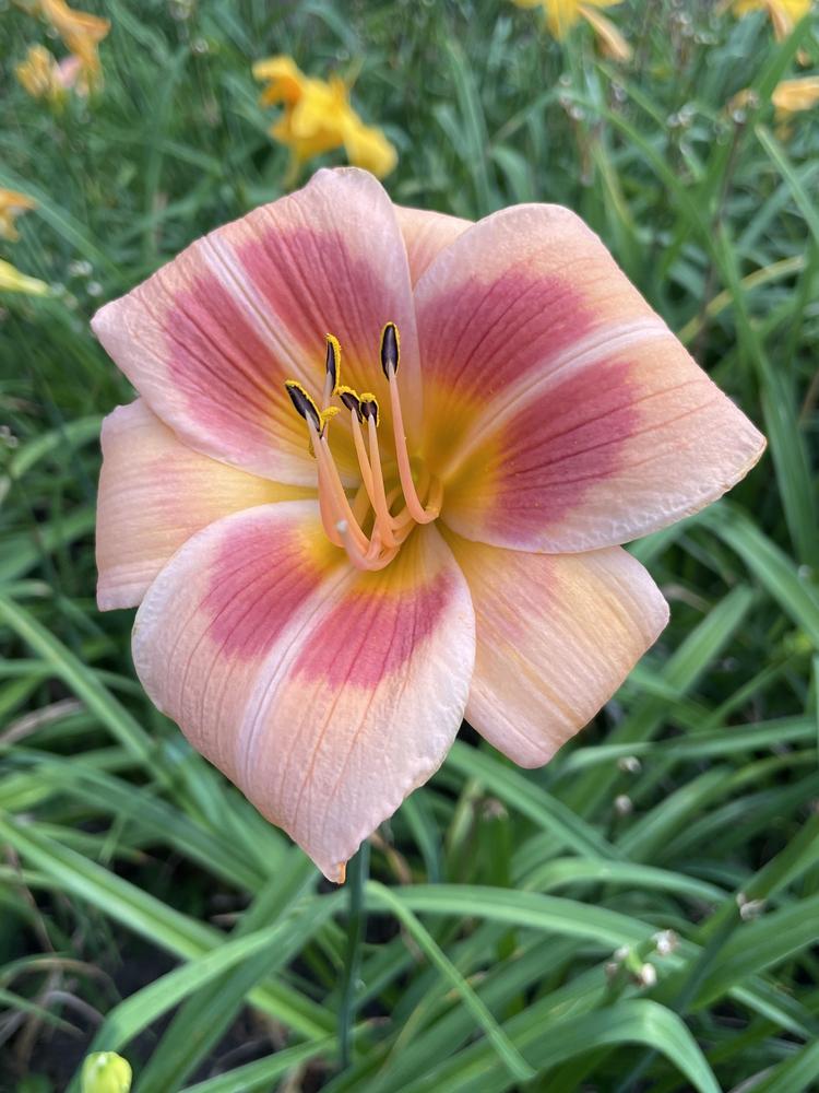 Photo of the bloom of Daylily (Hemerocallis &lsquo;Real Wind&rsquo;) posted by Zoia