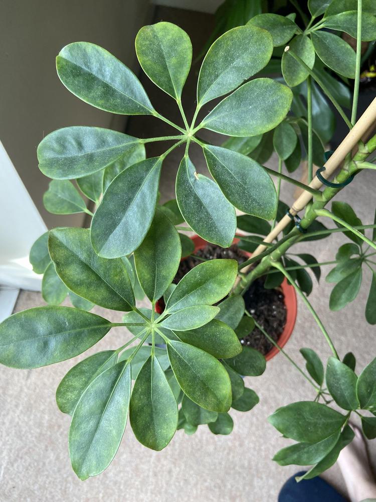 Umbrella plant discolouration in the Ask a Question forum