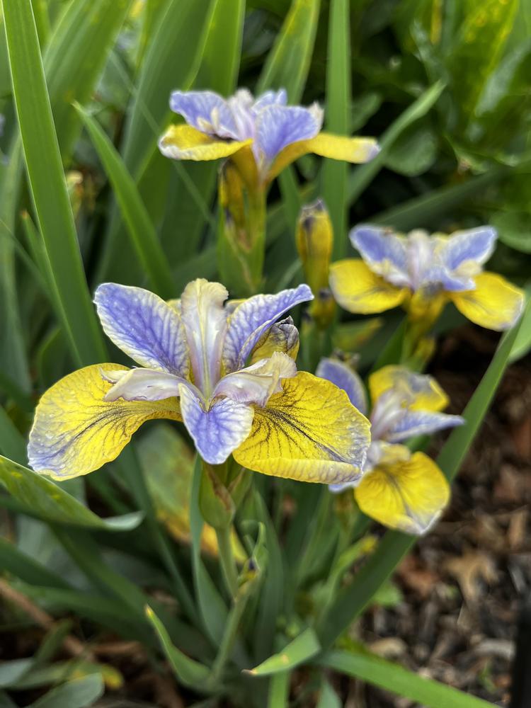 Photo of the bloom of Siberian Iris (Iris 'So Van Gogh') posted by
