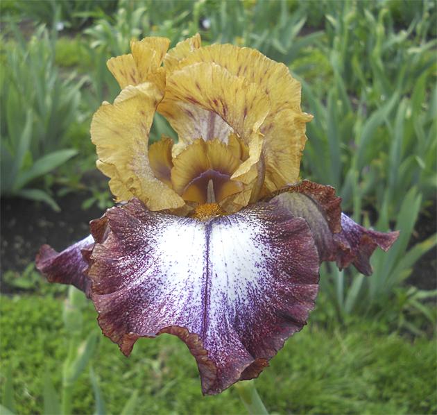 Photo of the bloom of Tall Bearded Iris (Iris 'Egyptian Watch') posted by TBManOR