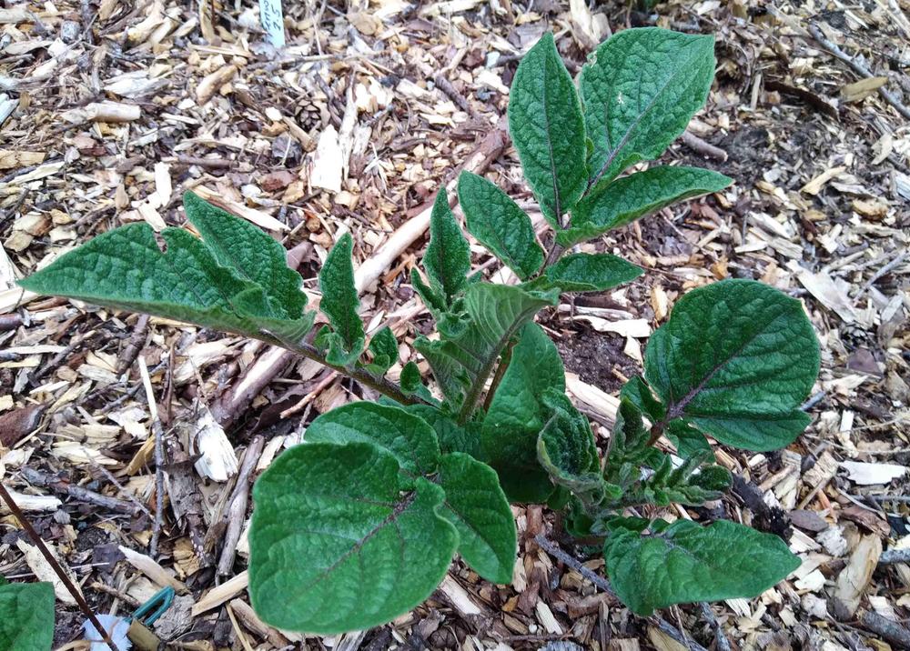 Fingerling Potato (Solanum tuberosum 'French Fingerling') in the