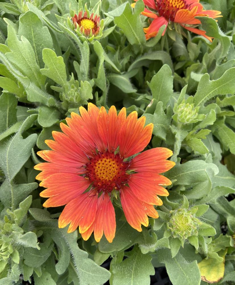 Blanket Flower (Gaillardia Lunar™ Orange Moon) in the Blanket Flowers