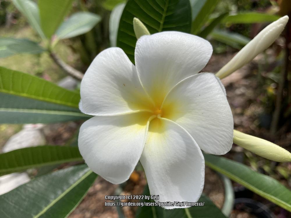 Photo of the bloom of Plumeria (Plumeria obtusa 'Dwarf Singapore White