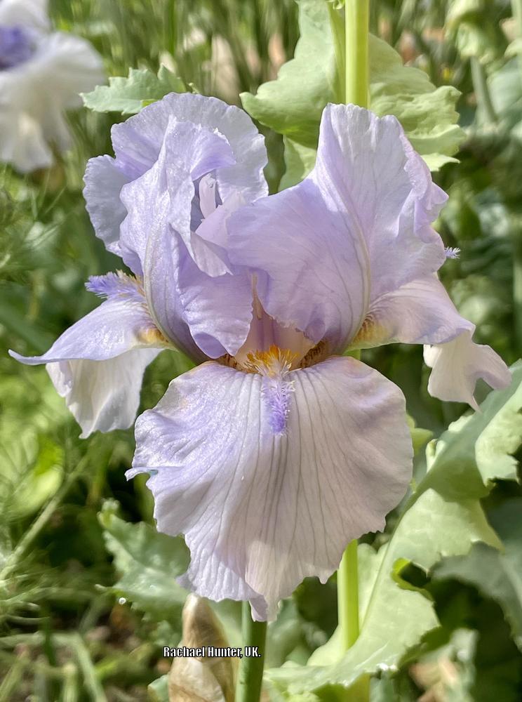 Photo of the bloom of Tall Bearded Iris (Iris 'Horns and Blues') posted