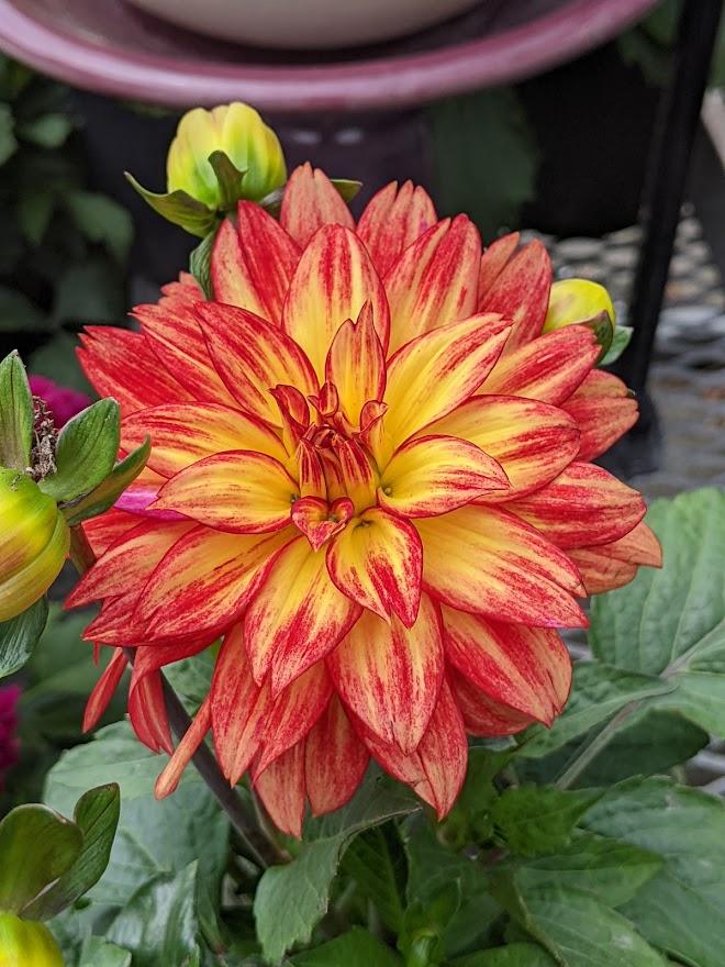 Photo of the bloom of Dahlia 'XXL Tabasco' posted by Joy