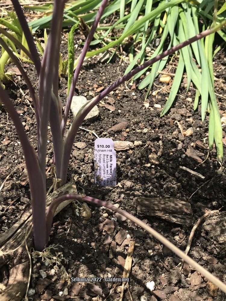 Photo of the stem, scape, stalk or bark of Milk Parsley (Ligusticopsis