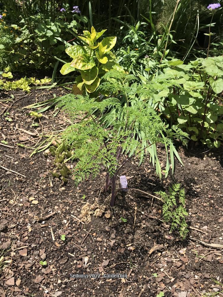 Photo of the entire plant of Milk Parsley (Ligusticopsis wallichiana) posted by sedumzz