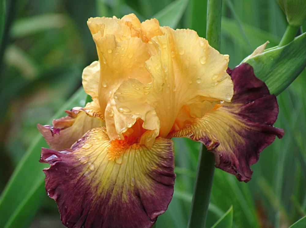Photo of the bloom of Tall Bearded Iris (Iris 'Jazz Band') posted by