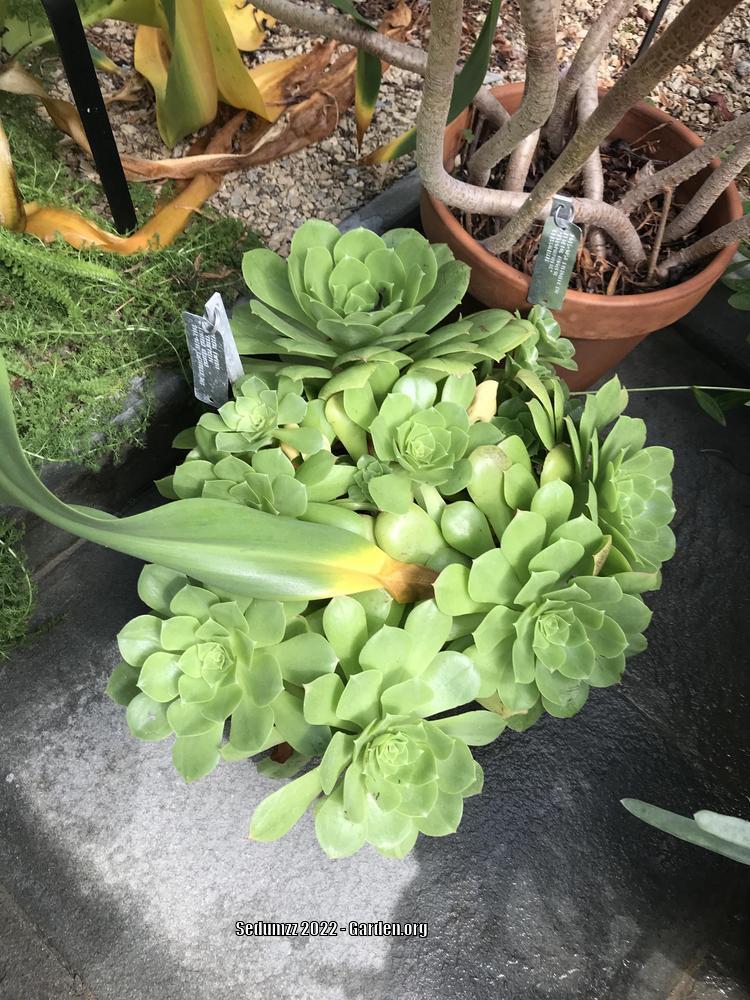 Saucer Plant (Aeonium urbicum) in the Aeoniums Database