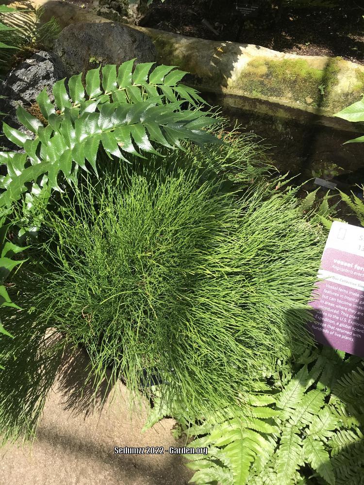 Photo of the entire plant of Whisk Fern (Psilotum nudum) posted by sedumzz