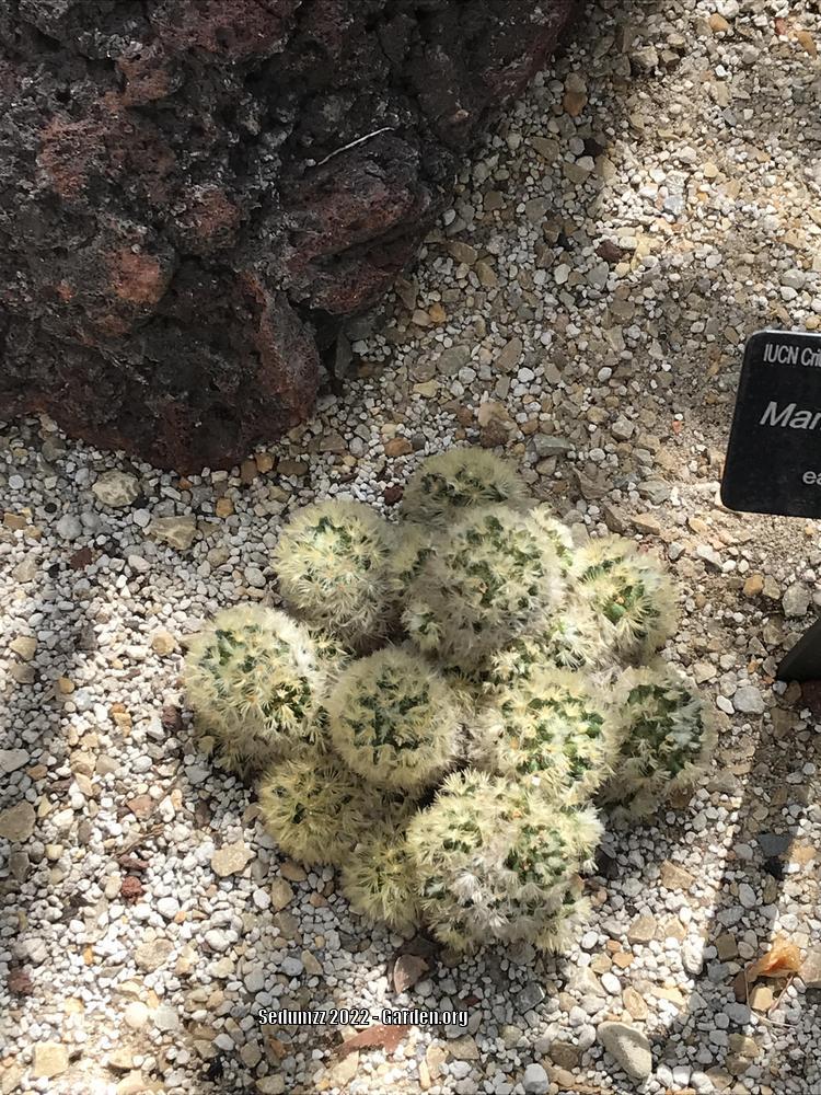 Photo of the entire plant of Isla Carmen Pincushion Cactus (Mammillaria