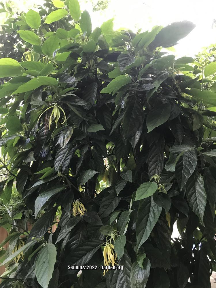 Photo of the entire plant of Dwarf YlangYlang Tree (Cananga odorata