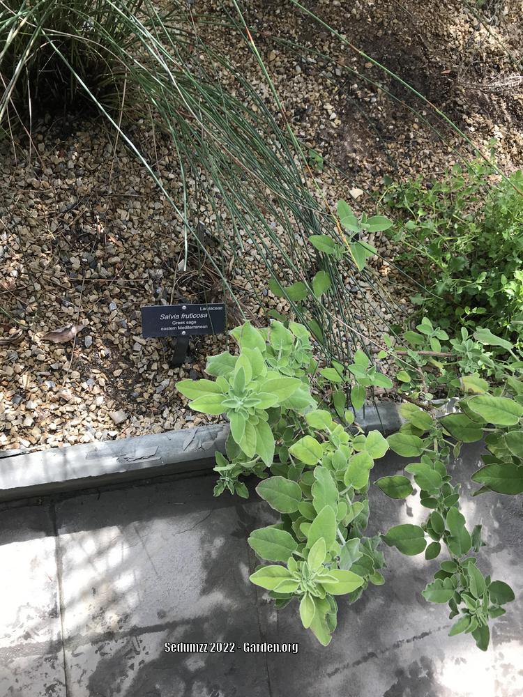 Photo of the entire plant of Greek Sage (Salvia fruticosa) posted by