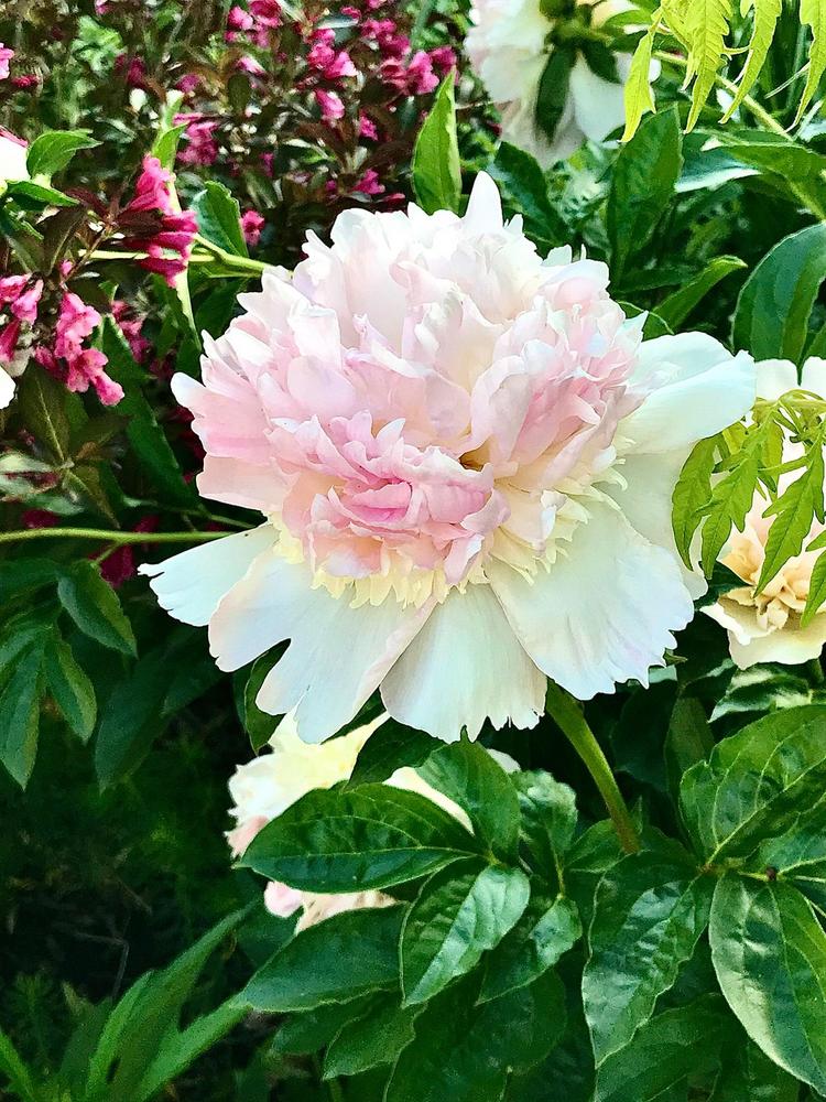 Peony (Paeonia lactiflora 'Raspberry Sundae') in the Peonies Database ...