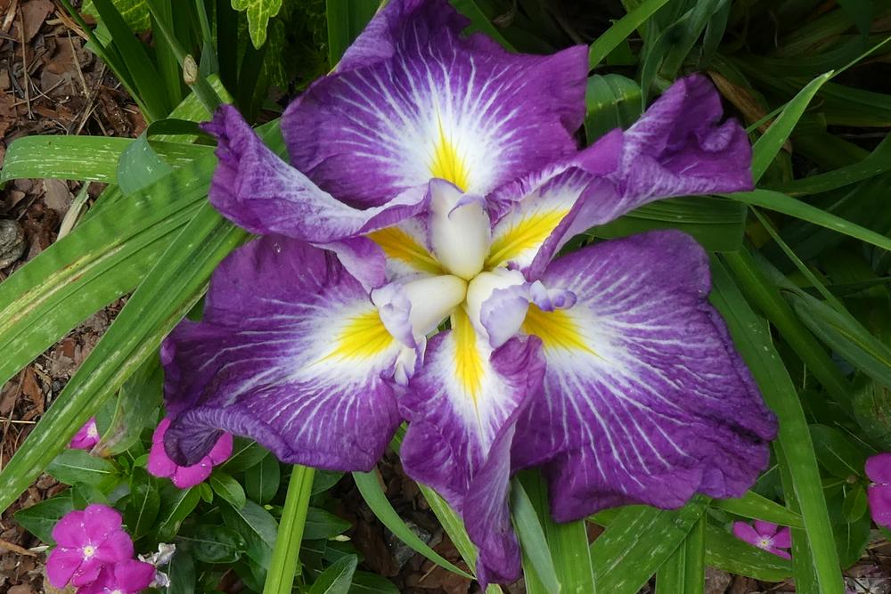 Photo of the bloom of Japanese Iris (Iris ensata Dinner Plate™ JellO