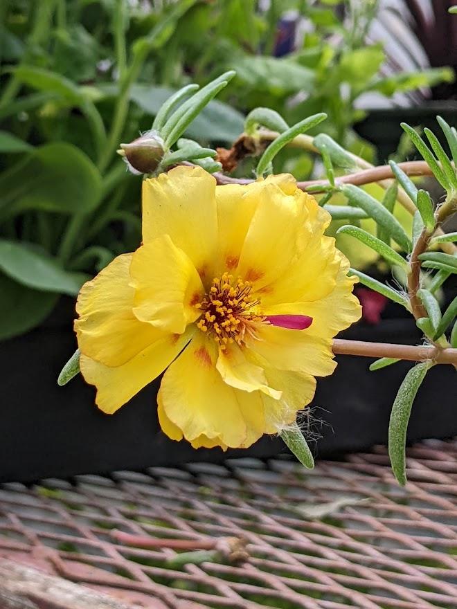 Photo of the bloom of Portulaca 'Sundial Yellow' posted by Joy