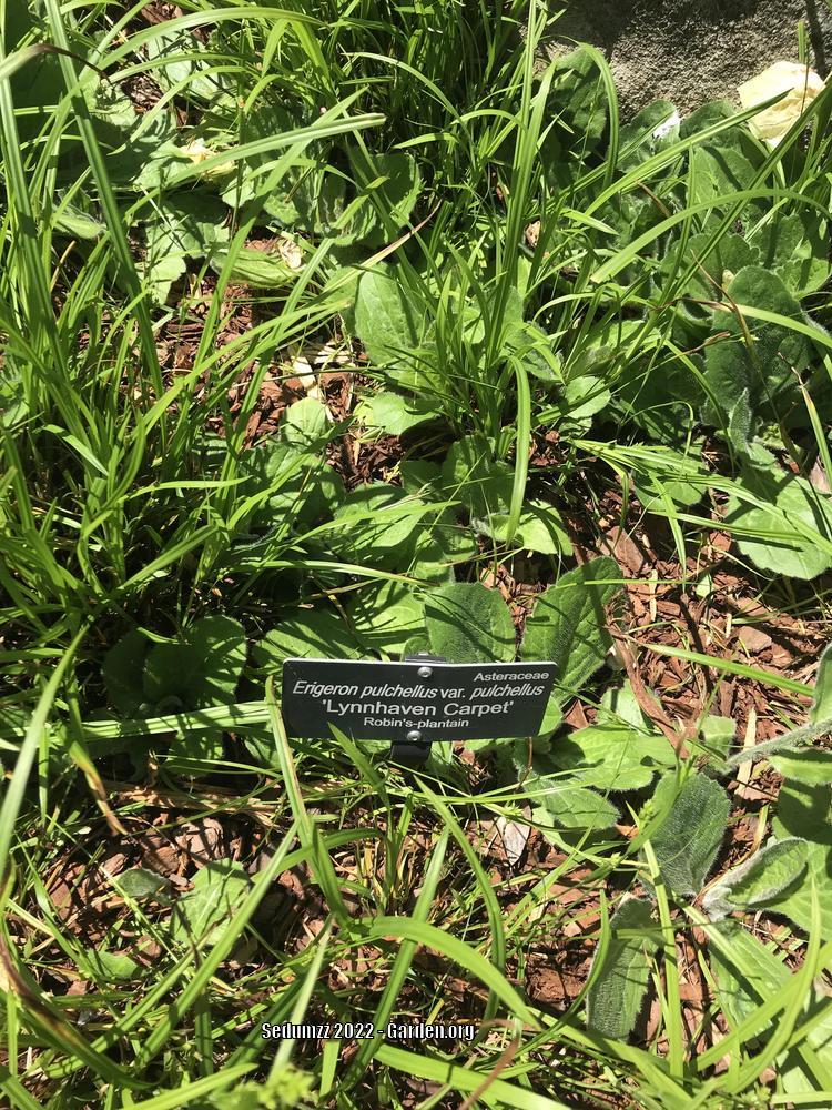 Carpet Fleabane (Erigeron pulchellus 'Lynnhaven')