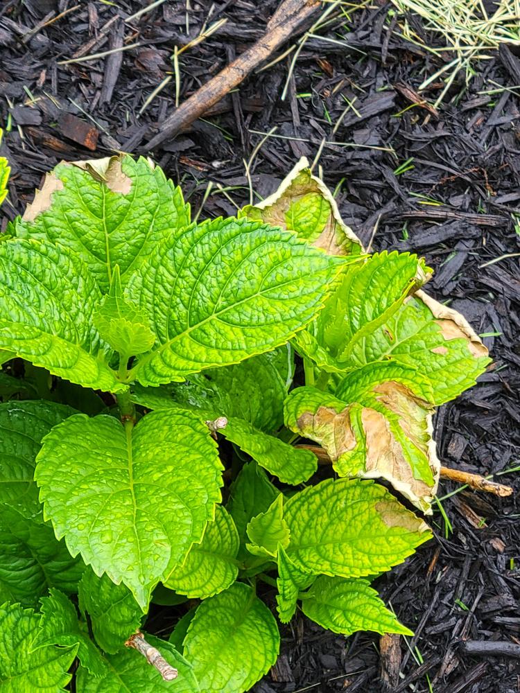 Why are my hydrangea leaves drying out. in the Ask a Question forum