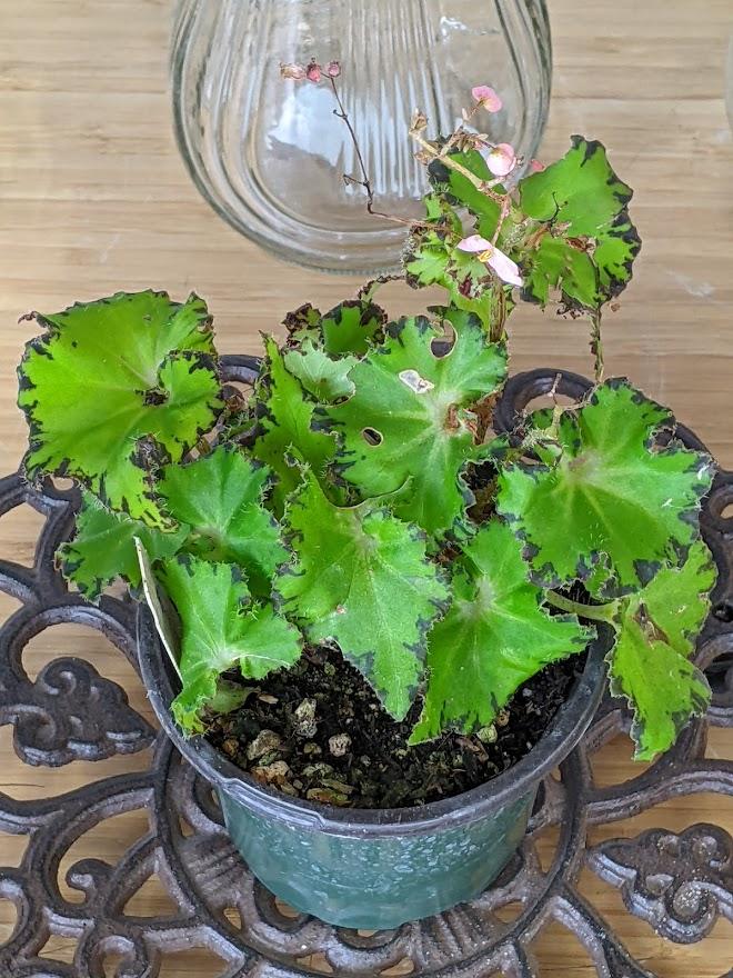Photo of the leaves of Begonia 'Jive' posted by Joy
