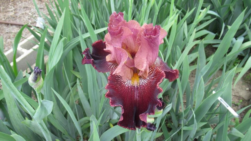 Photo of the bloom of Tall Bearded Iris (Iris 'Wise Wish') posted by