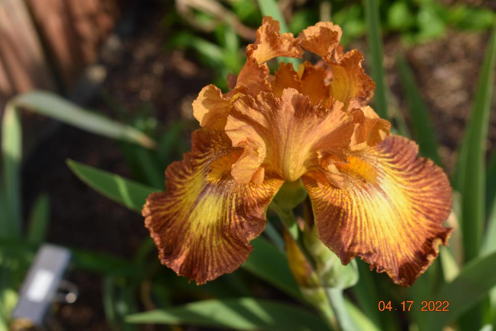 Photo of the bloom of Tall Bearded Iris (Iris 'Lightning Streak