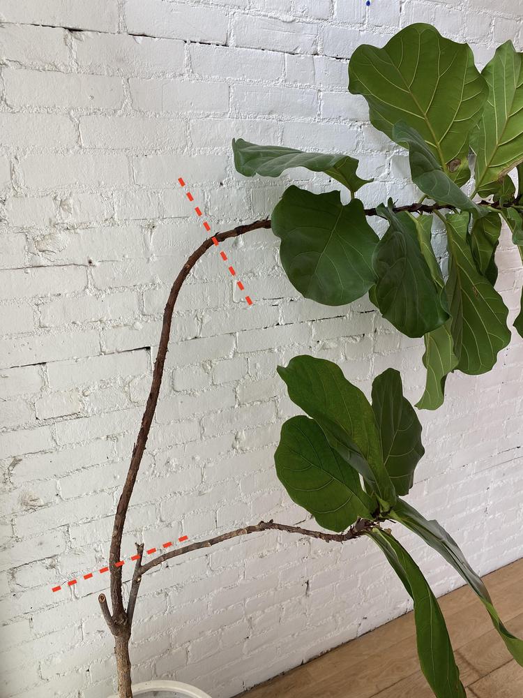 Crooked Fiddle Leaf Fig in the Houseplants forum