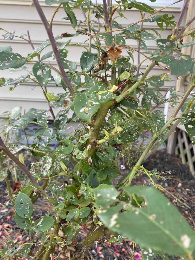 Knock Out rose bushes look terrible! in the Roses forum