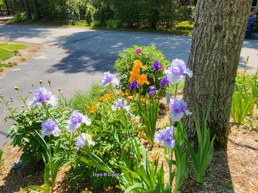 Photo of the entire plant of Tall Bearded Iris (Iris 'Catch Your Breath