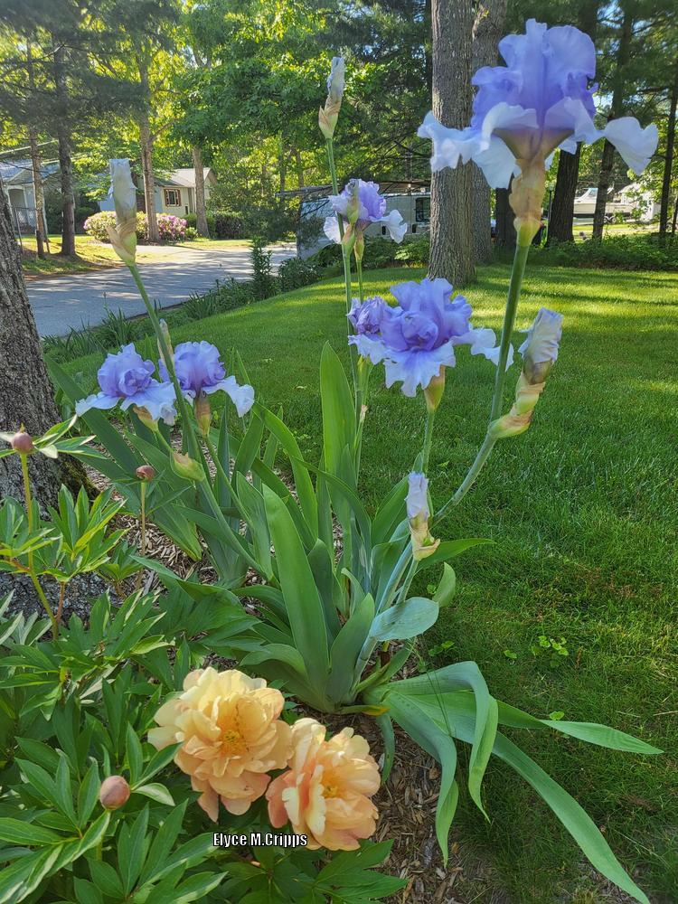Photo of the entire plant of Tall Bearded Iris (Iris 'Catch Your Breath