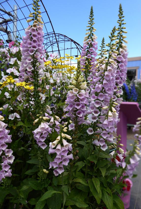 Photo of the entire plant of Foxglove (Digitalis purpurea Camelot
