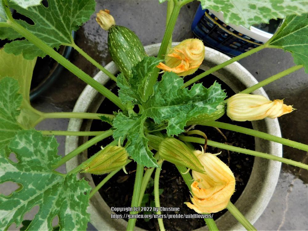 Photo of the stem, scape, stalk or bark of Zucchini (Cucurbita pepo