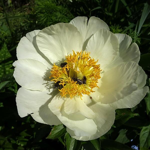 Peony (Paeonia ‘Moonrise’) in the Peonies Database - Garden.org