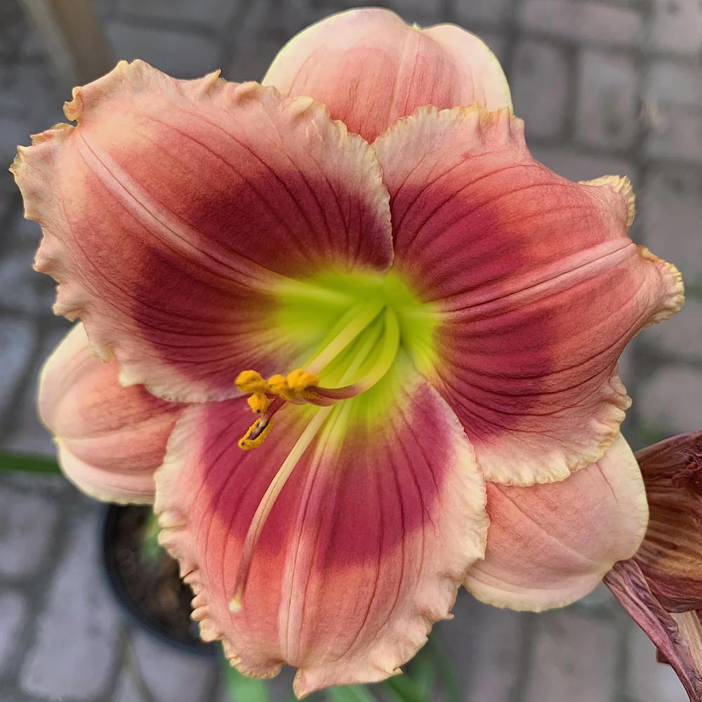 Daylily (Hemerocallis 'Vintage Ribbons') in the Daylilies Database