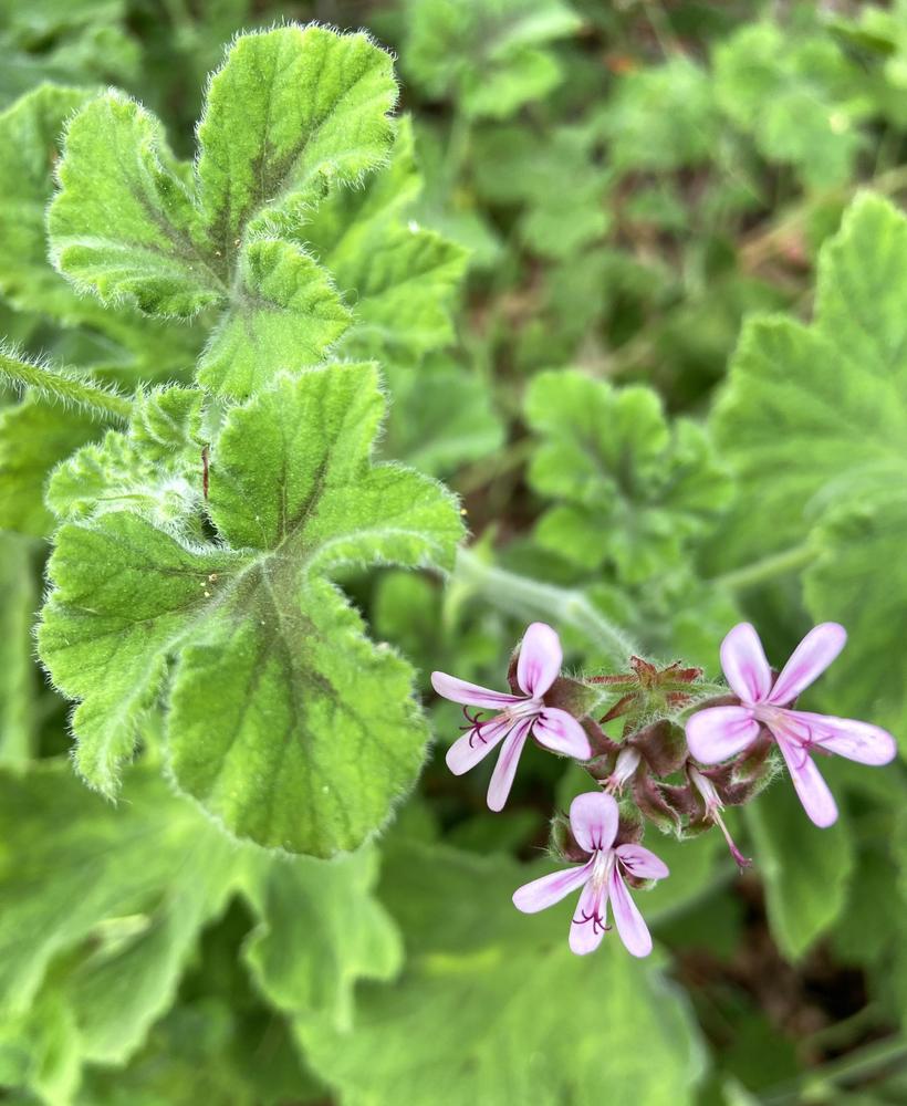 PeppermintScented Geranium (Pelargonium tomentosum 'Chocolate Mint